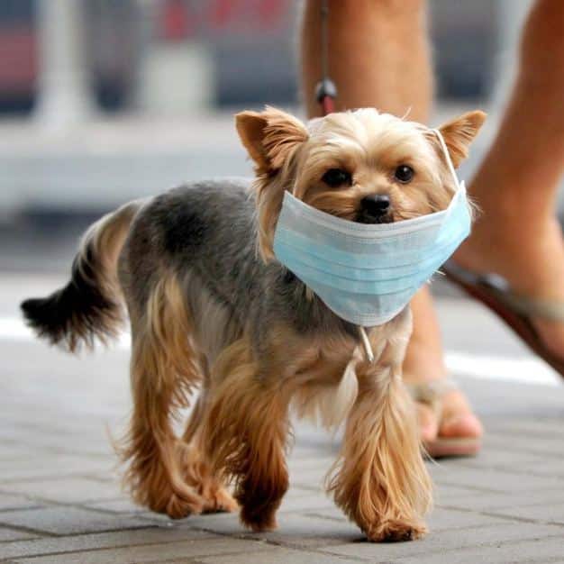 Canine Coronavirus test kit